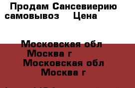 Продам Сансевиерию ,самовывоз. › Цена ­ 1 000 - Московская обл., Москва г.  »    . Московская обл.,Москва г.
